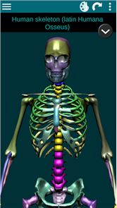 Ossos Humanos 3D (anatomia) imagem