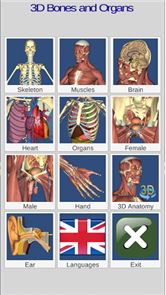 3D huesos y órganos (Anatomía) imagen