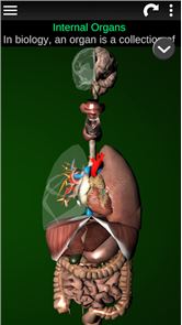 órgãos 3D (Anatomia) imagem