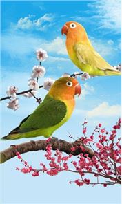 Birds Live Wallpaper image