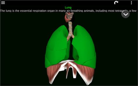 Organs 3D (Anatomy) image