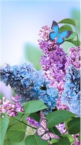 Spring Flowers Live Wallpaper image