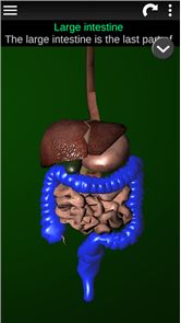 órgãos 3D (Anatomia) imagem