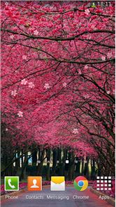 Sakura Live Wallpaper image
