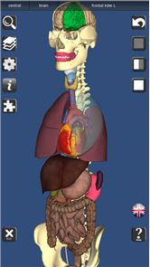 3D huesos y órganos (Anatomía) imagen