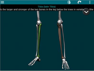 Bones Human 3D (anatomy) image