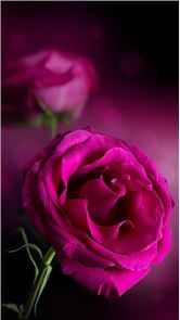 Pink Roses Live Wallpaper image