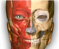 aprendizaje Anatomía – 3D Atlas
