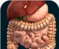órgãos 3D (Anatomia)