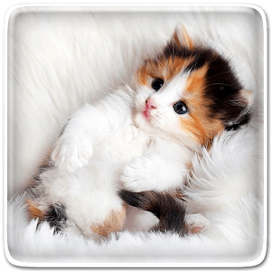 Cat Live Wallpaper For PC Download (Windows 7, 8, 10, 11) - Free Full