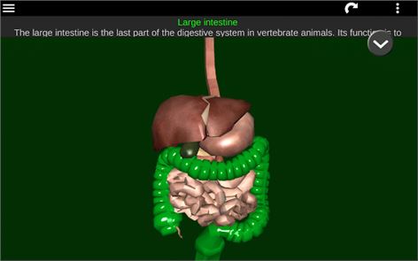 órganos 3D (Anatomía) imagen